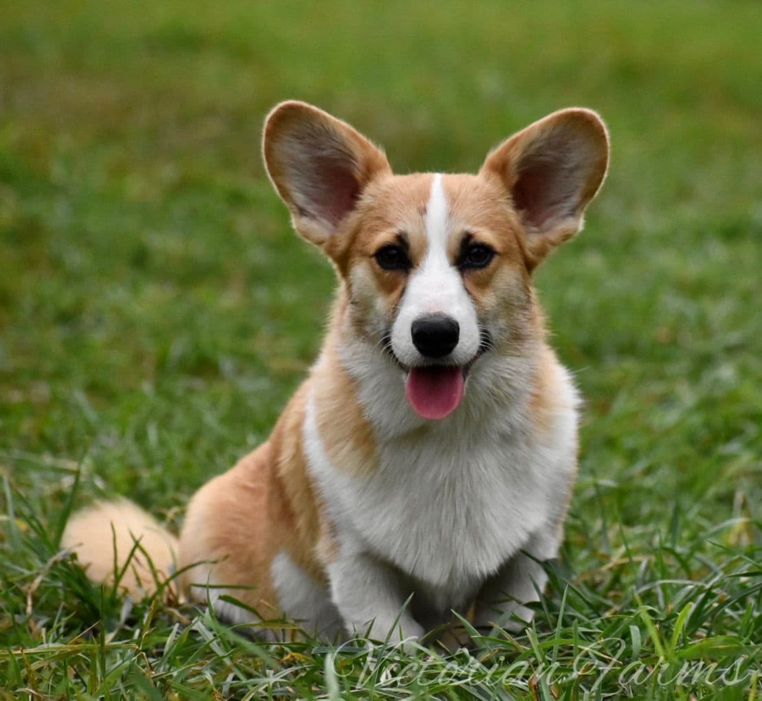 Gorgeous Pembroke Welsh Corgi Puppies with tails! breeder image 2