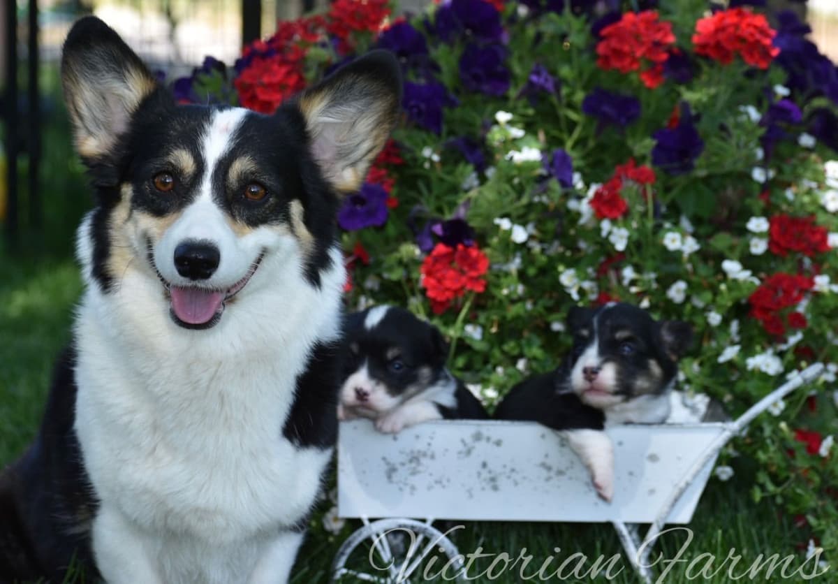 Gorgeous Pembroke Welsh Corgi Puppies with tails! breeder image 3