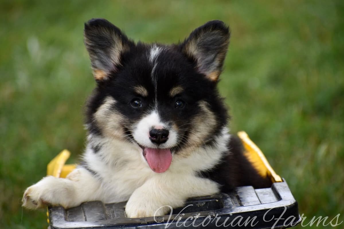 Gorgeous Pembroke Welsh Corgi Puppies with tails! breeder image 6