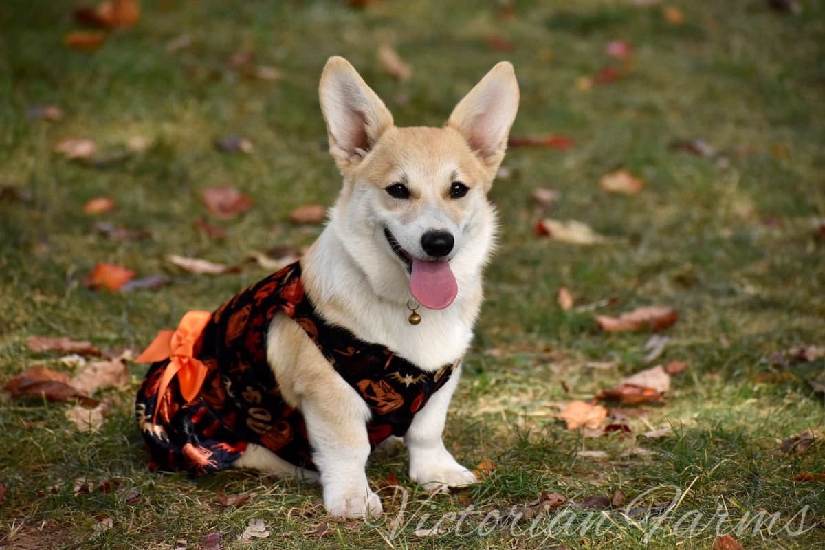Gorgeous Pembroke Welsh Corgi Puppies with tails! breeder image 7