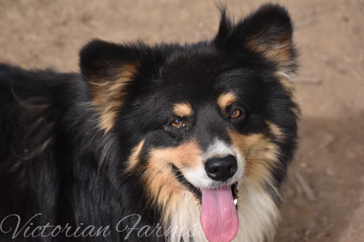 Gorgeous Pembroke Welsh Corgi Puppies with tails! breeder image 9