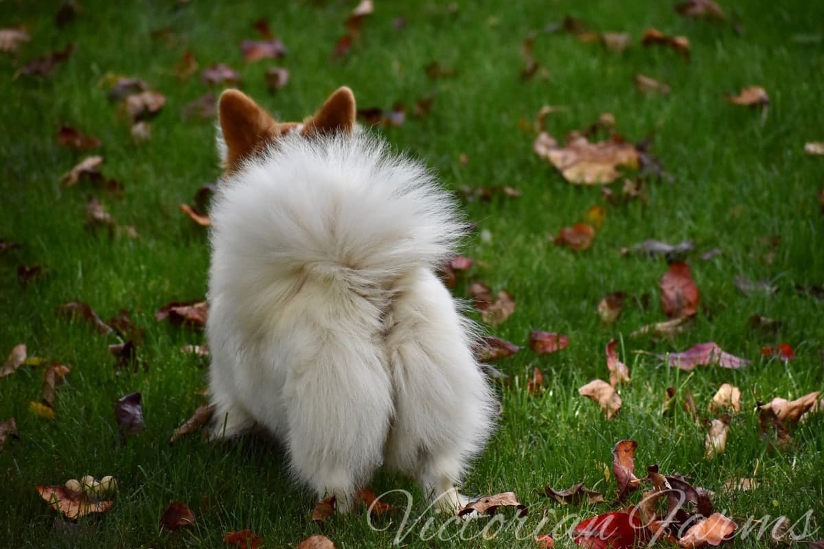 Gorgeous Pembroke Welsh Corgi Puppies with tails! breeder image 11