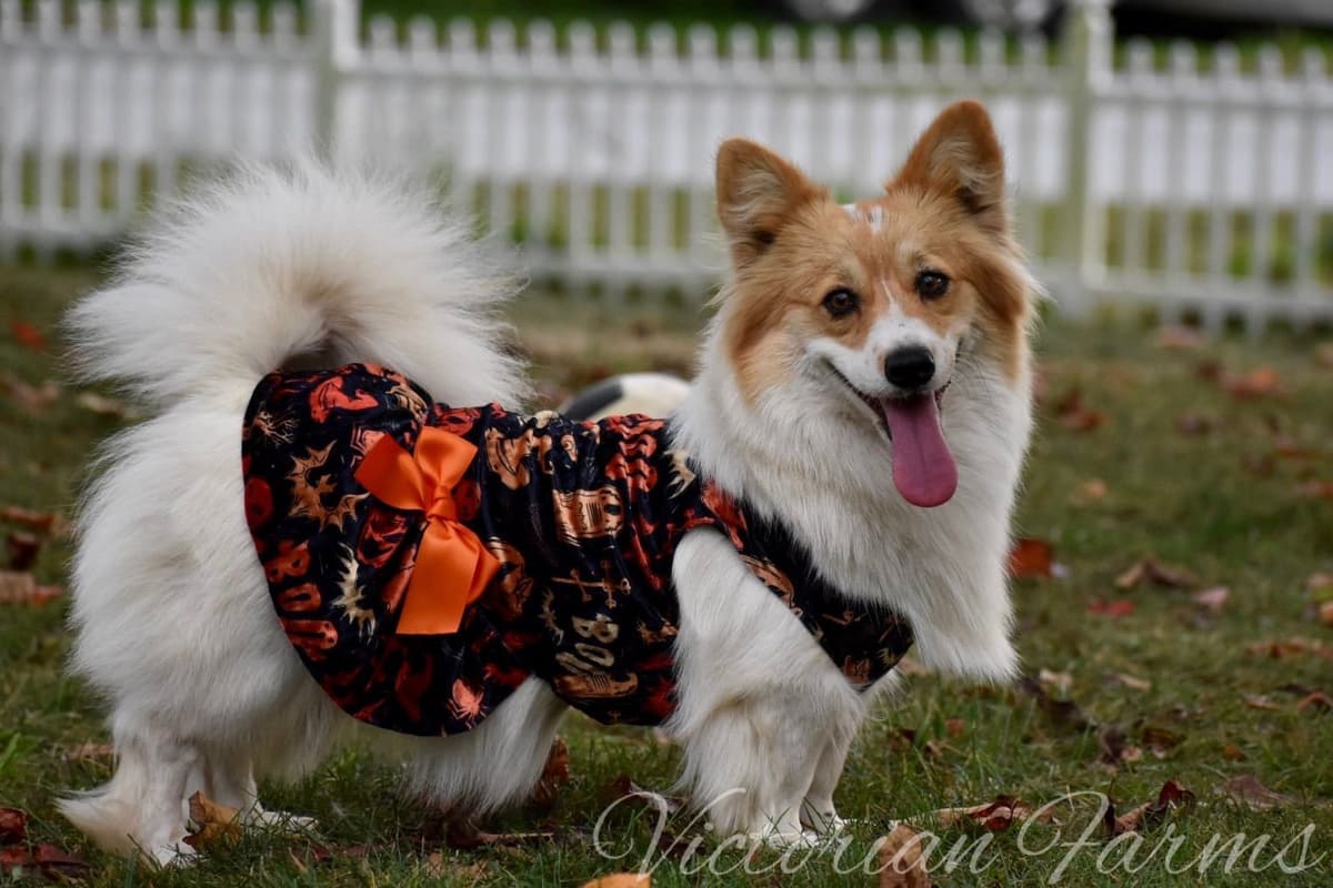 Gorgeous Pembroke Welsh Corgi Puppies with tails! breeder image 12