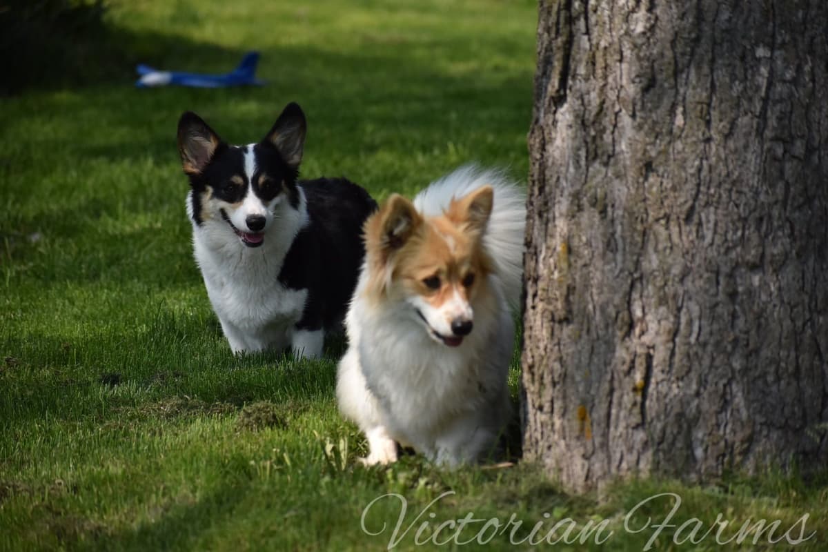 Gorgeous Pembroke Welsh Corgi Puppies with tails! breeder image 10