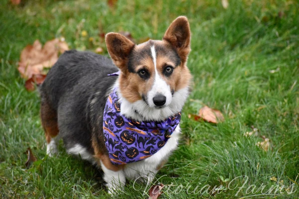 Gorgeous Pembroke Welsh Corgi Puppies with tails! breeder image 15