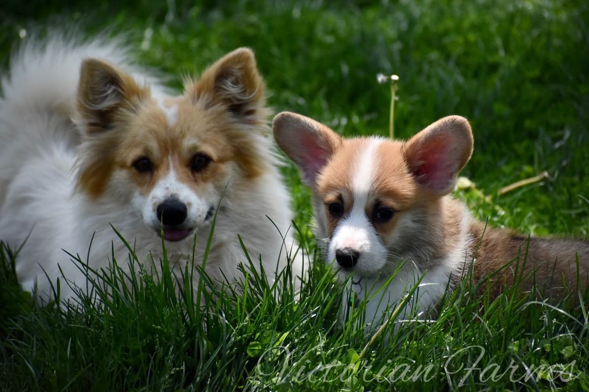 Gorgeous Pembroke Welsh Corgi Puppies with tails! breeder image 1
