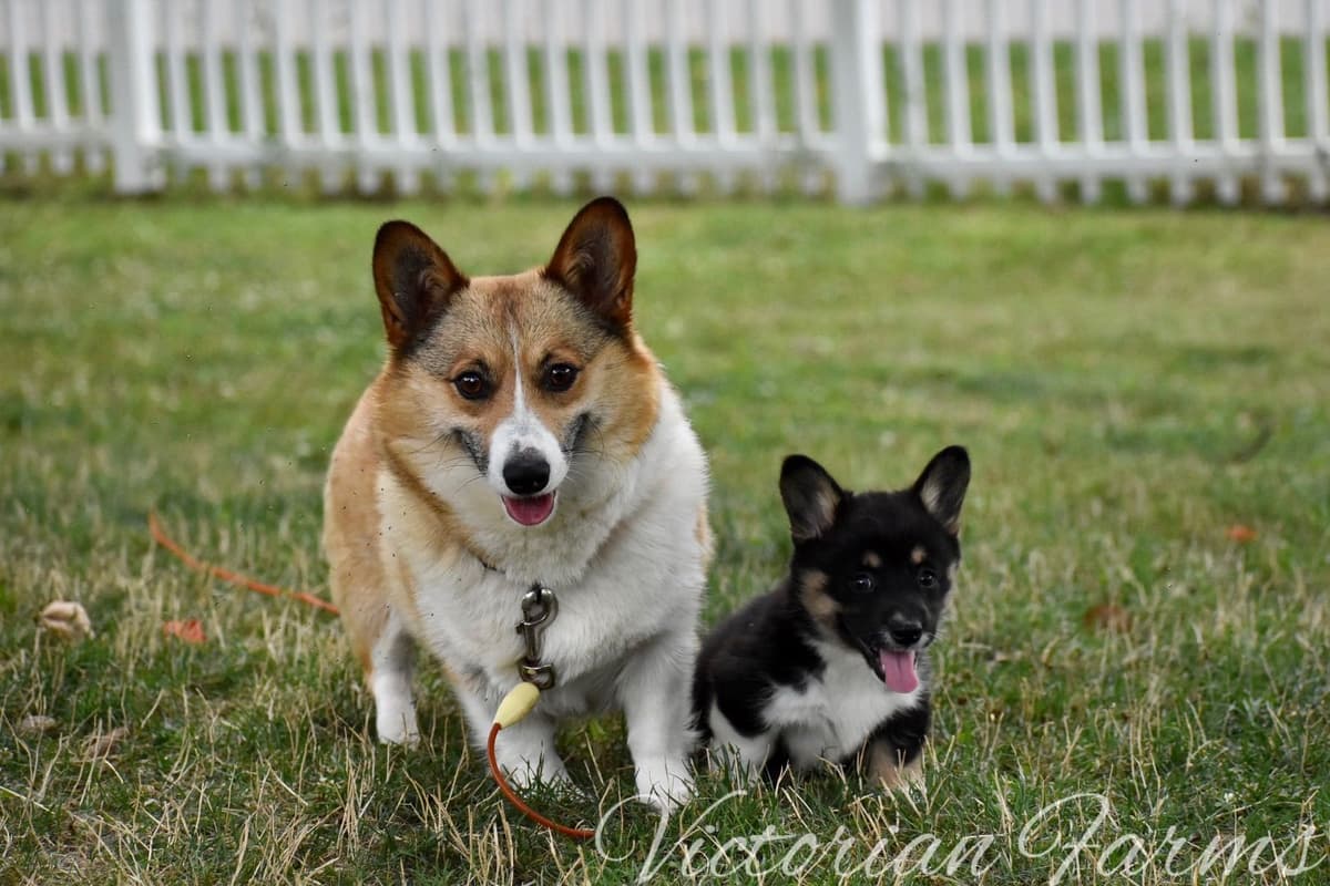 Gorgeous Pembroke Welsh Corgi Puppies with tails! breeder image 14