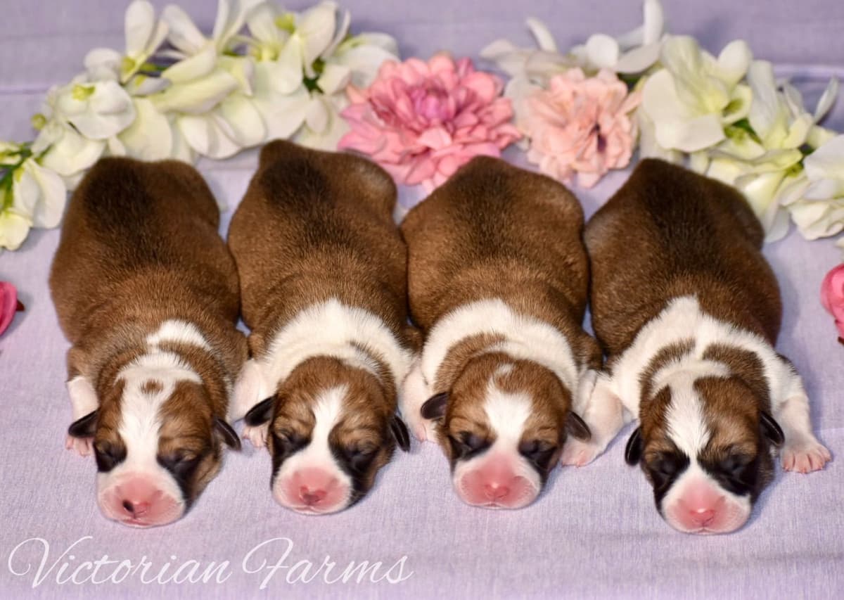 Gorgeous Pembroke Welsh Corgi Puppies with tails! breeder image 17
