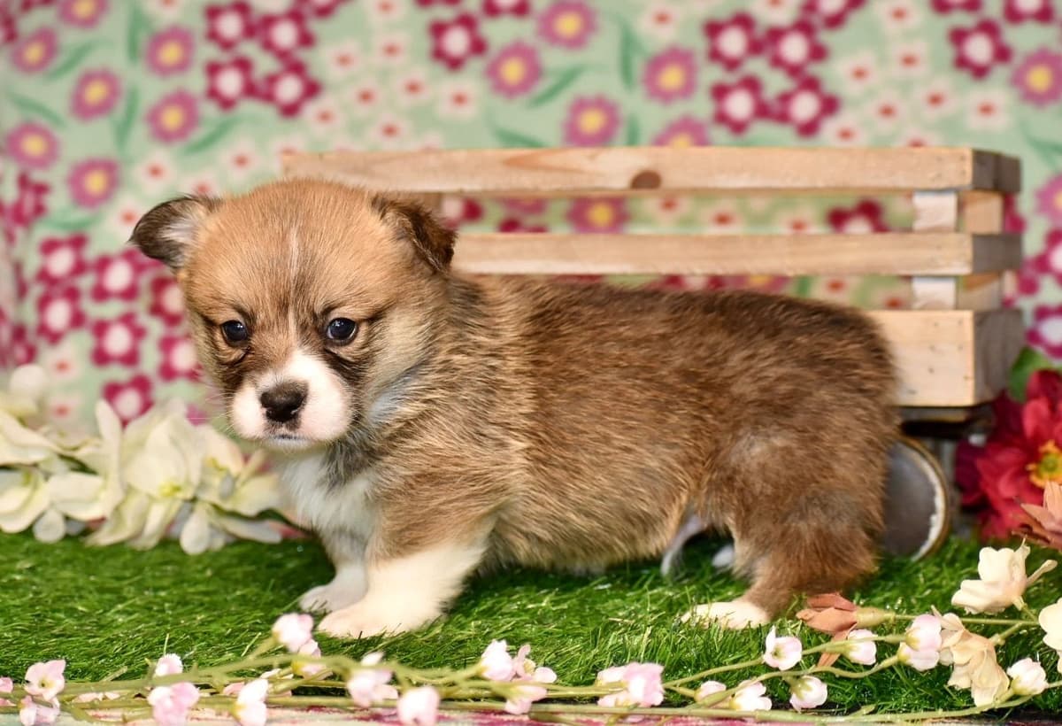 Gorgeous Pembroke Welsh Corgi Puppies with tails! breeder image 18