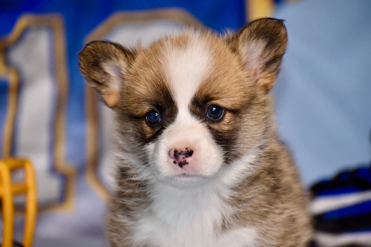 Gorgeous Pembroke Welsh Corgi Puppies with tails! breeder image 19