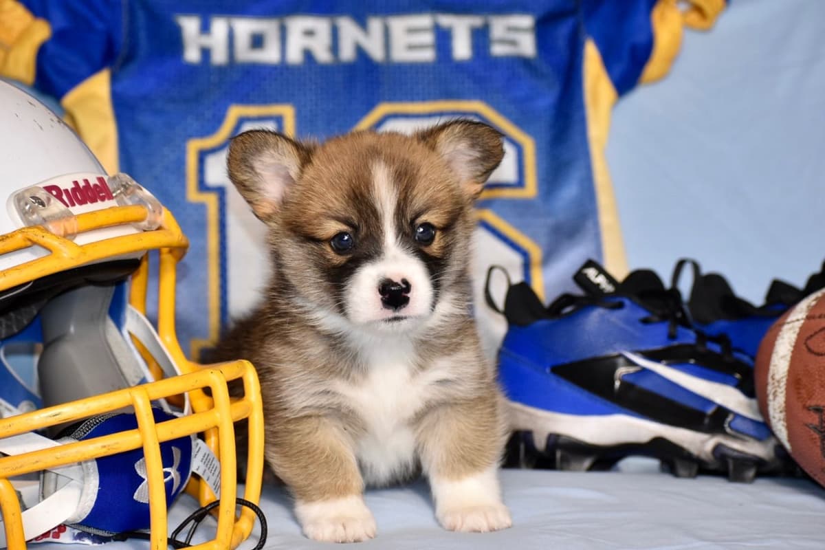 Gorgeous Pembroke Welsh Corgi Puppies with tails! breeder image 20