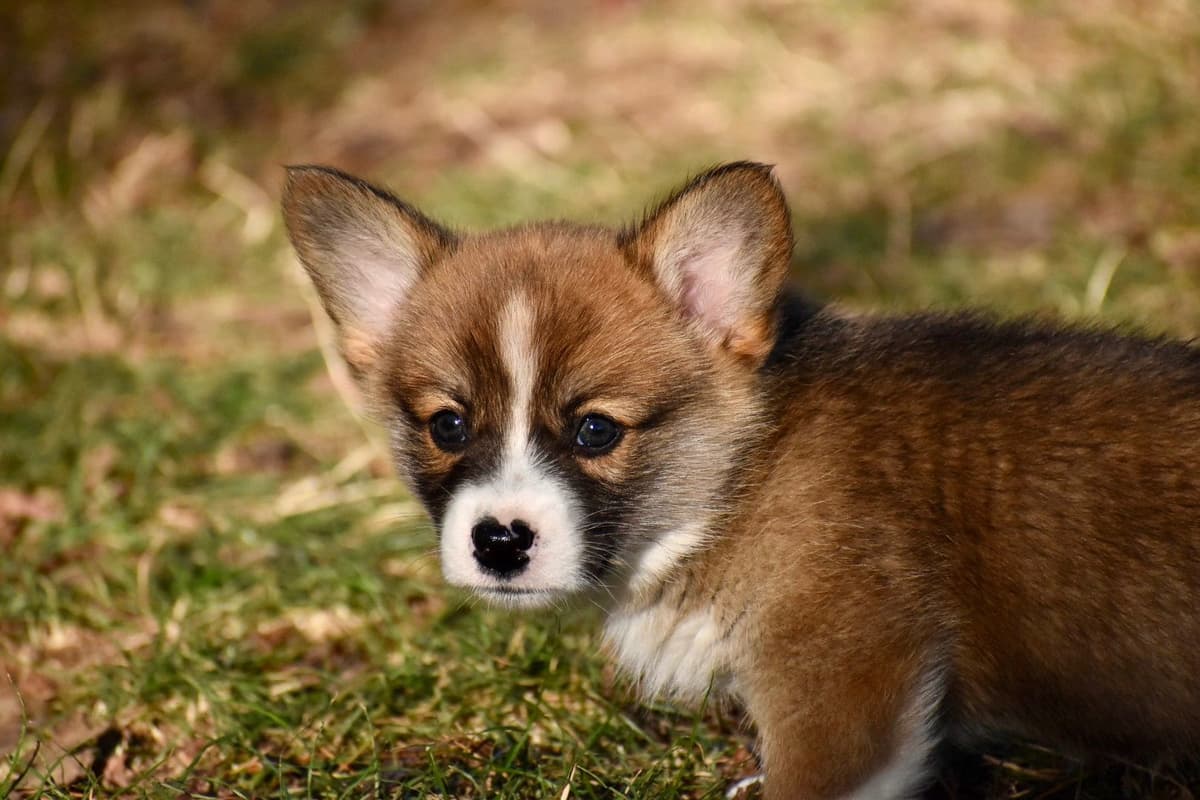 Gorgeous Pembroke Welsh Corgi Puppies with tails! breeder image 21