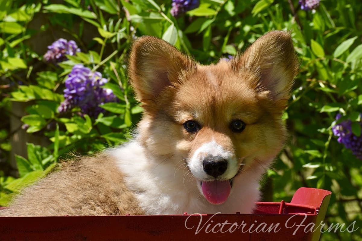 Gorgeous Pembroke Welsh Corgi Puppies with tails! breeder image 22