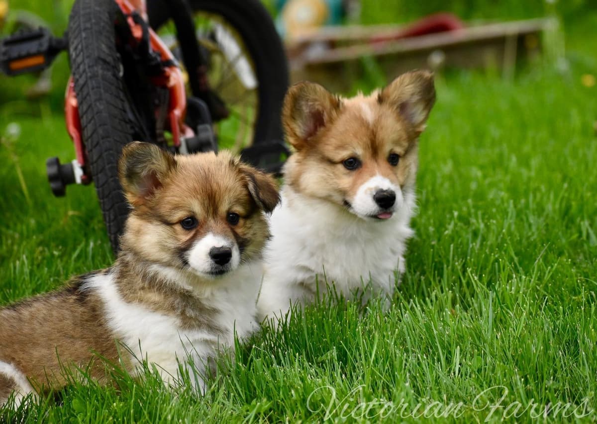 Gorgeous Pembroke Welsh Corgi Puppies with tails! breeder image 23