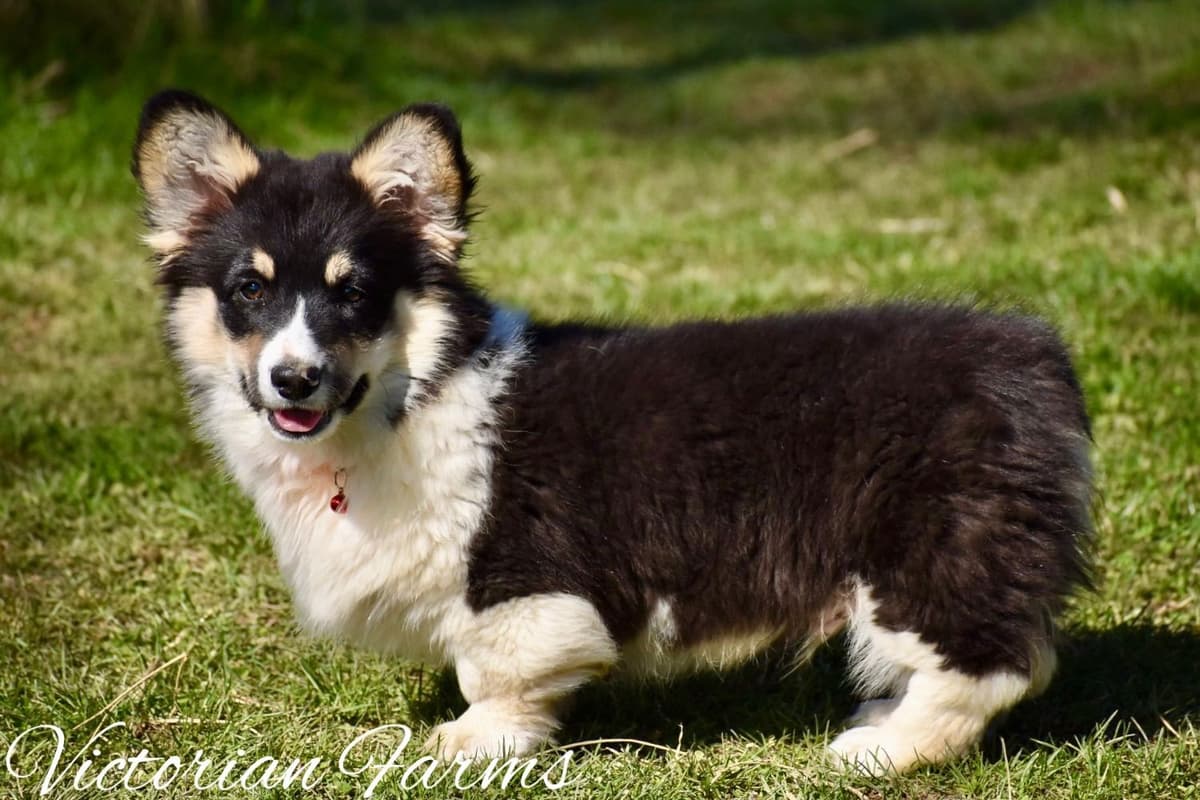 Gorgeous Pembroke Welsh Corgi Puppies with tails! breeder image 24