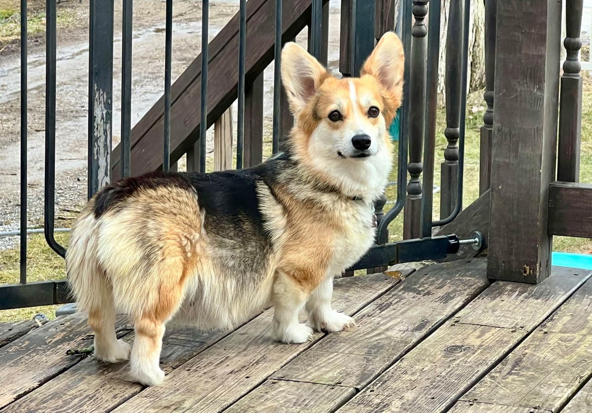 Gorgeous Pembroke Welsh Corgi Puppies with tails! breeder image 13