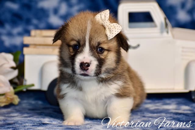 Gorgeous Pembroke Welsh Corgi Puppies with tails! media 2