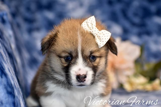 Gorgeous Pembroke Welsh Corgi Puppies with tails! media 3