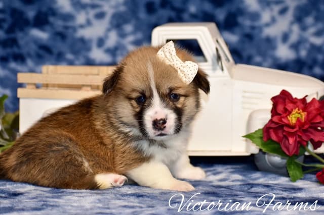 Gorgeous Pembroke Welsh Corgi Puppies with tails! media 4