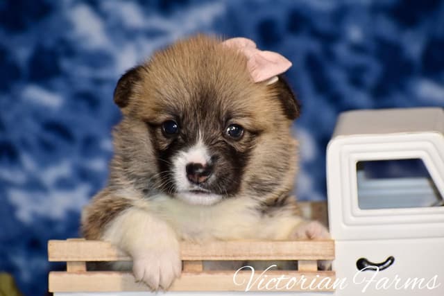 Gorgeous Pembroke Welsh Corgi Puppies with tails! media 5