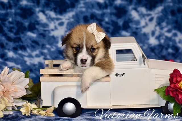 Gorgeous Pembroke Welsh Corgi Puppies with tails! media 6