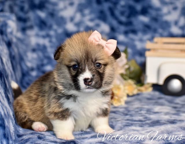 Gorgeous Pembroke Welsh Corgi Puppies with tails! media 8