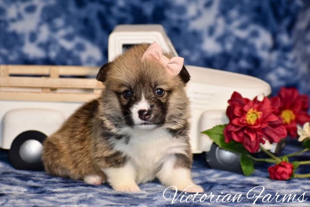 Gorgeous Pembroke Welsh Corgi Puppies with tails! media 7