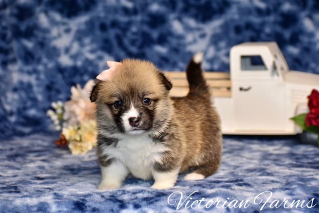 Gorgeous Pembroke Welsh Corgi Puppies with tails! media 10