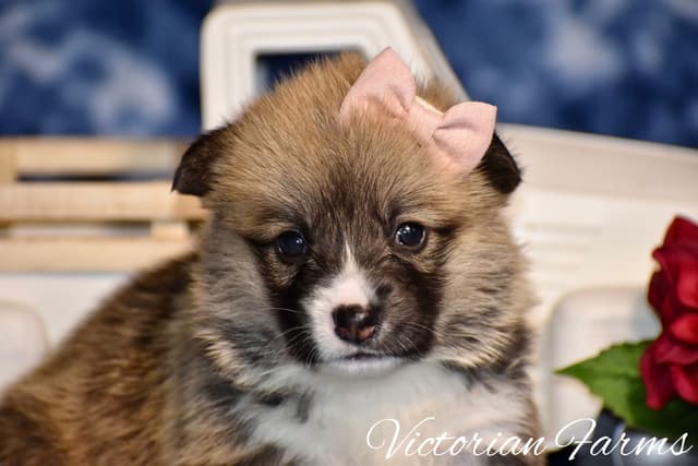 Gorgeous Pembroke Welsh Corgi Puppies with tails! media 9