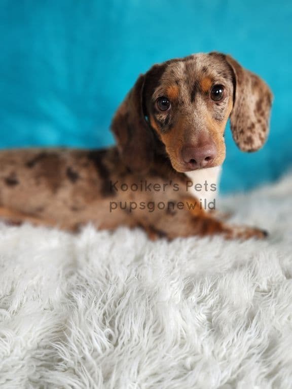 Dachshund Puppies media 2