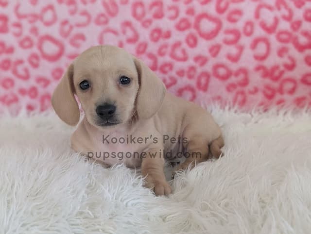Dachshund Puppies media 3