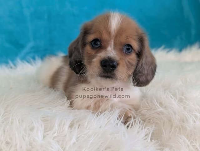 Dachshund Puppies media 4