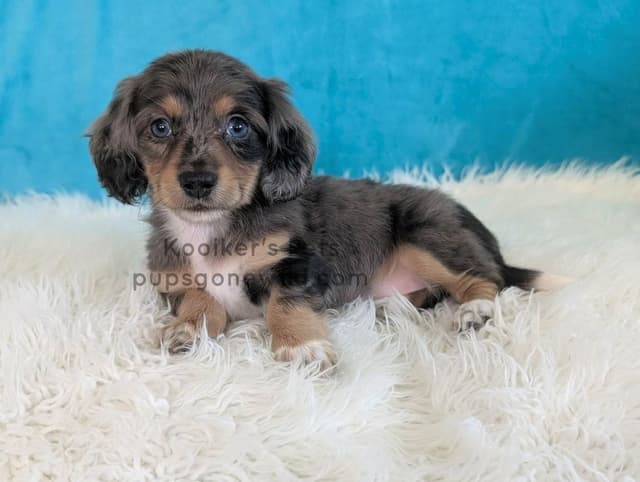 Dachshund Puppies media 5