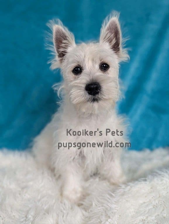 Westie Females media 2