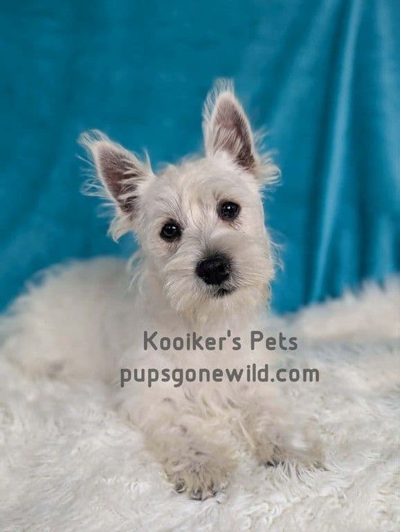Westie Females media 4