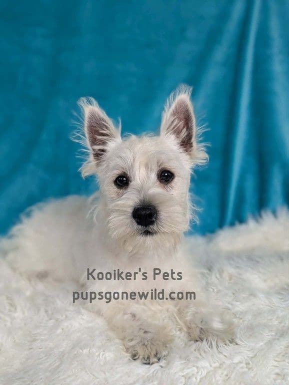 Westie Females media 3