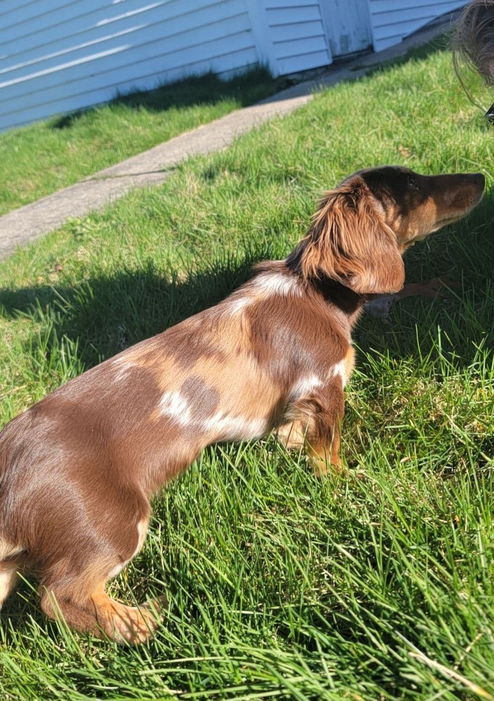 Dachshund Puppies breeder image 1