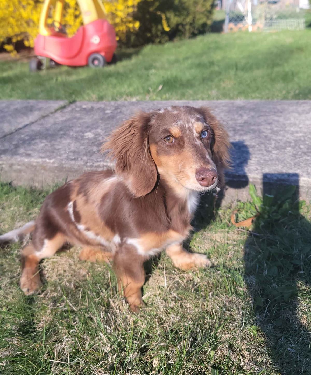 Dachshund Puppies breeder image 2