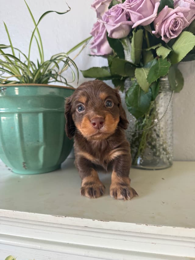 Dachshund Puppies media 5