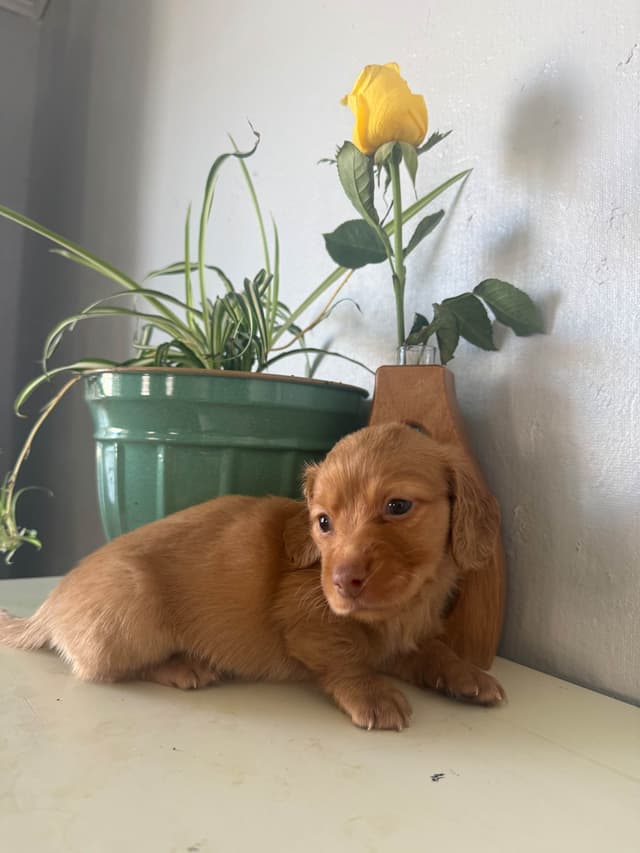 Dachshund Puppies media 2