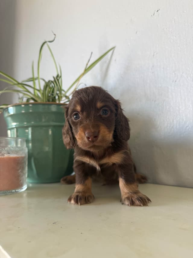 Dachshund Puppies media 6