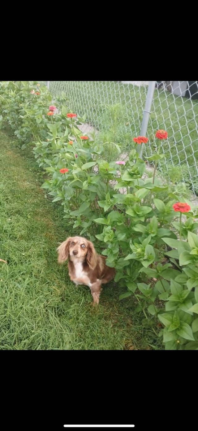 Dachshund Puppies media 7
