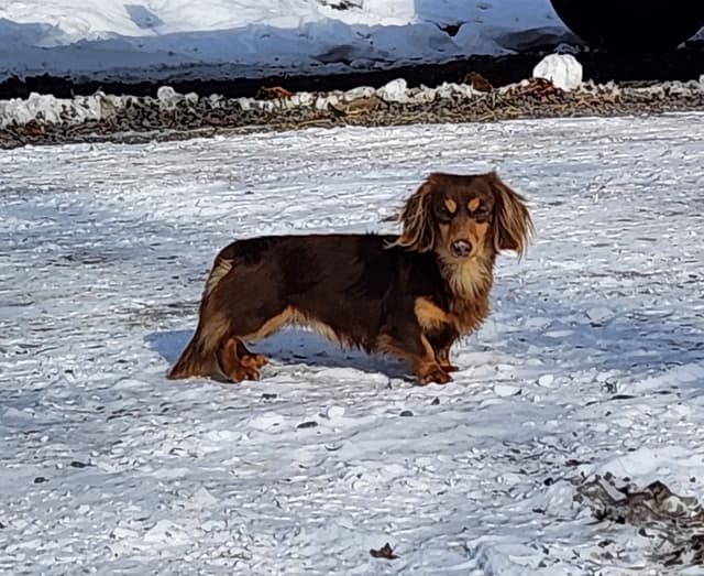 Dachshund Puppies media 8
