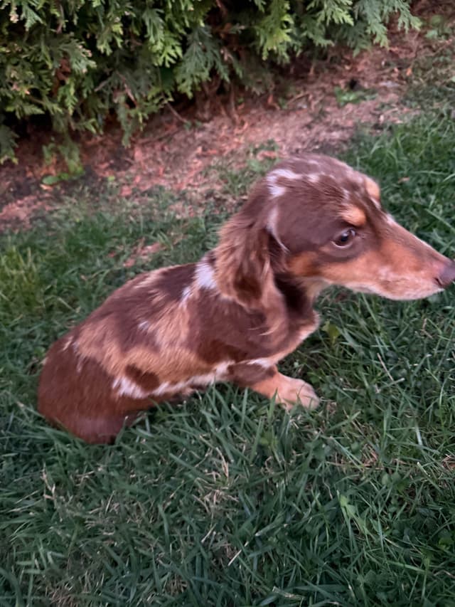 Dachshund Puppies media 10