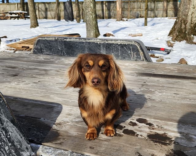 Dachshund Puppies media 9