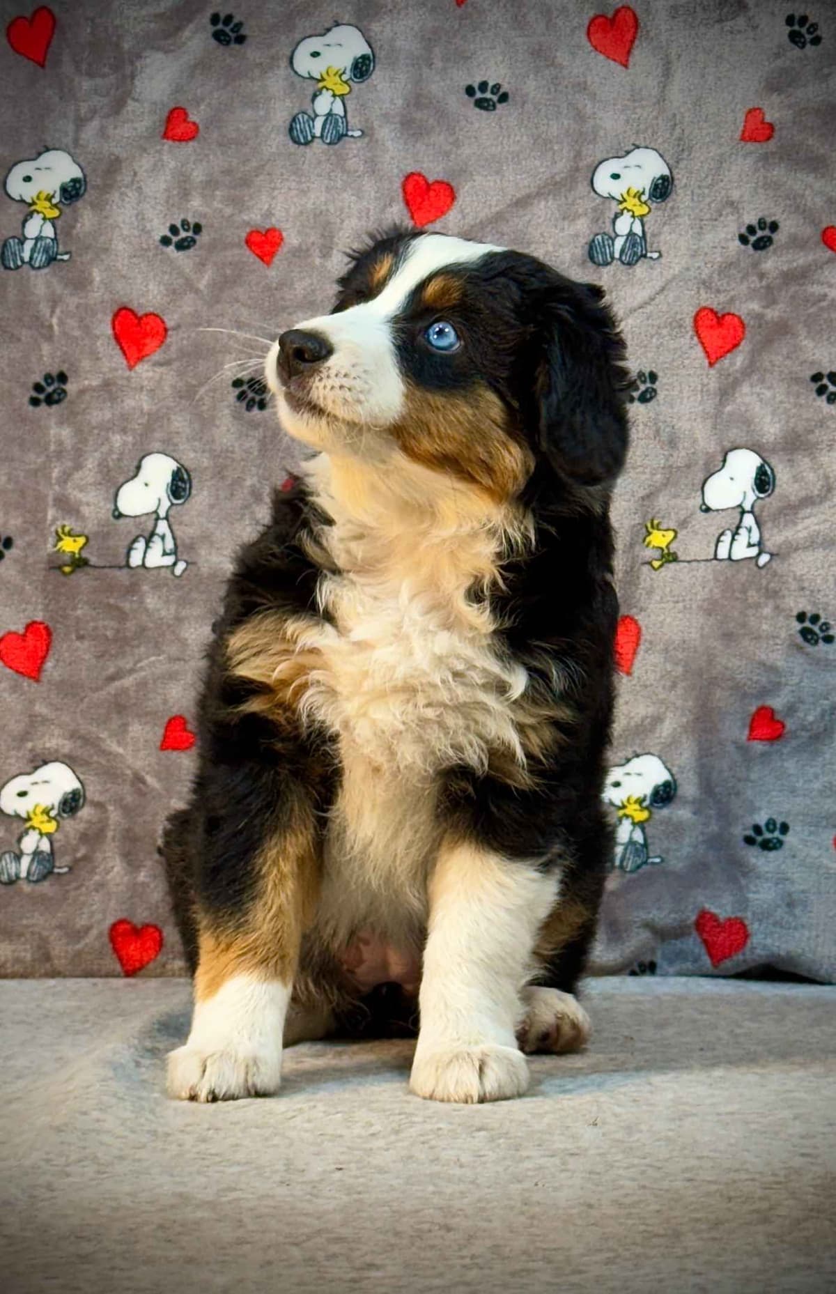 Miniature American Shepherd Puppies breeder image 1