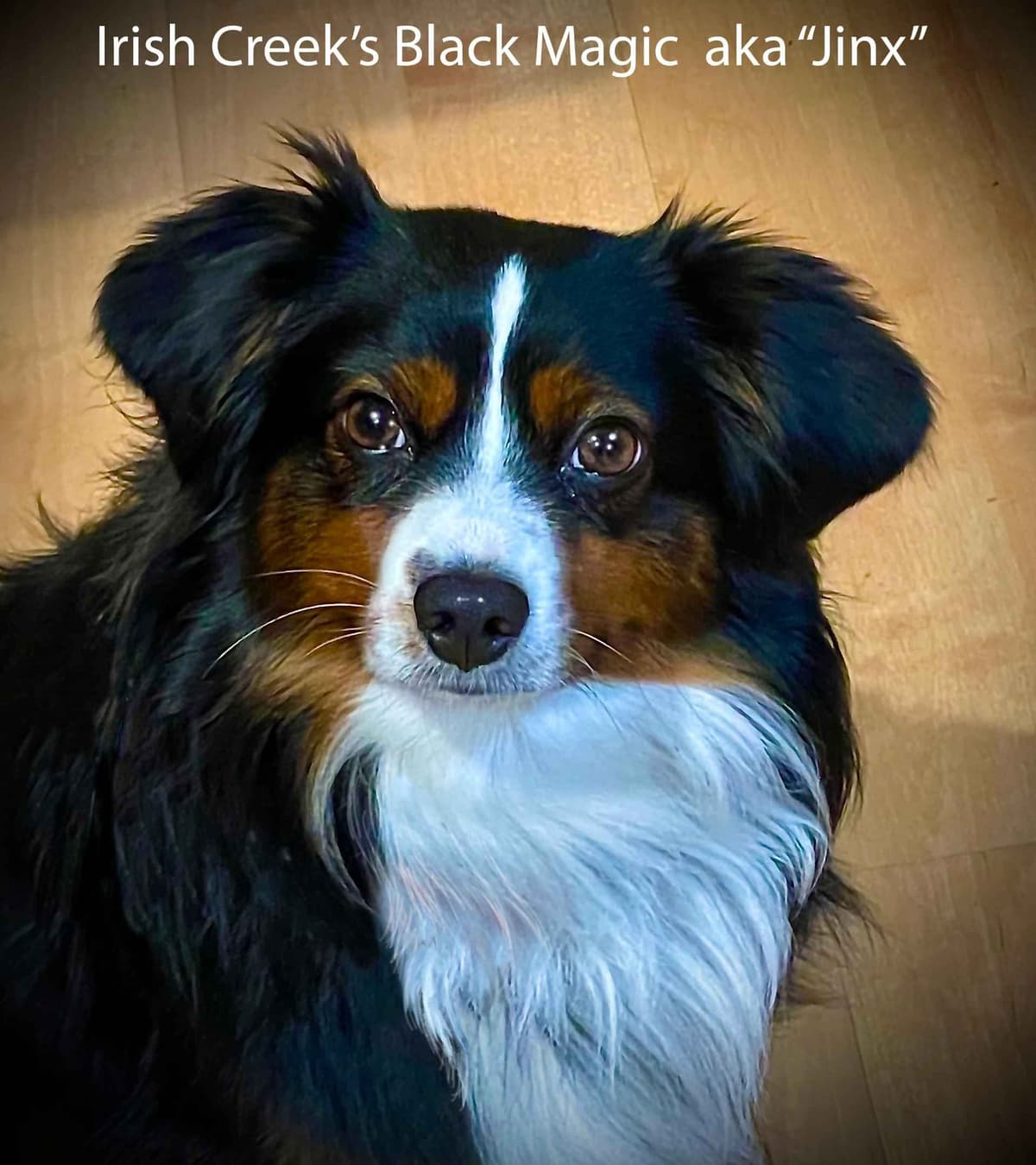Miniature American Shepherd Puppies breeder image 2