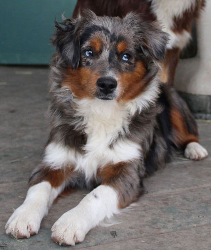 Miniature American Shepherd Puppies breeder image 3