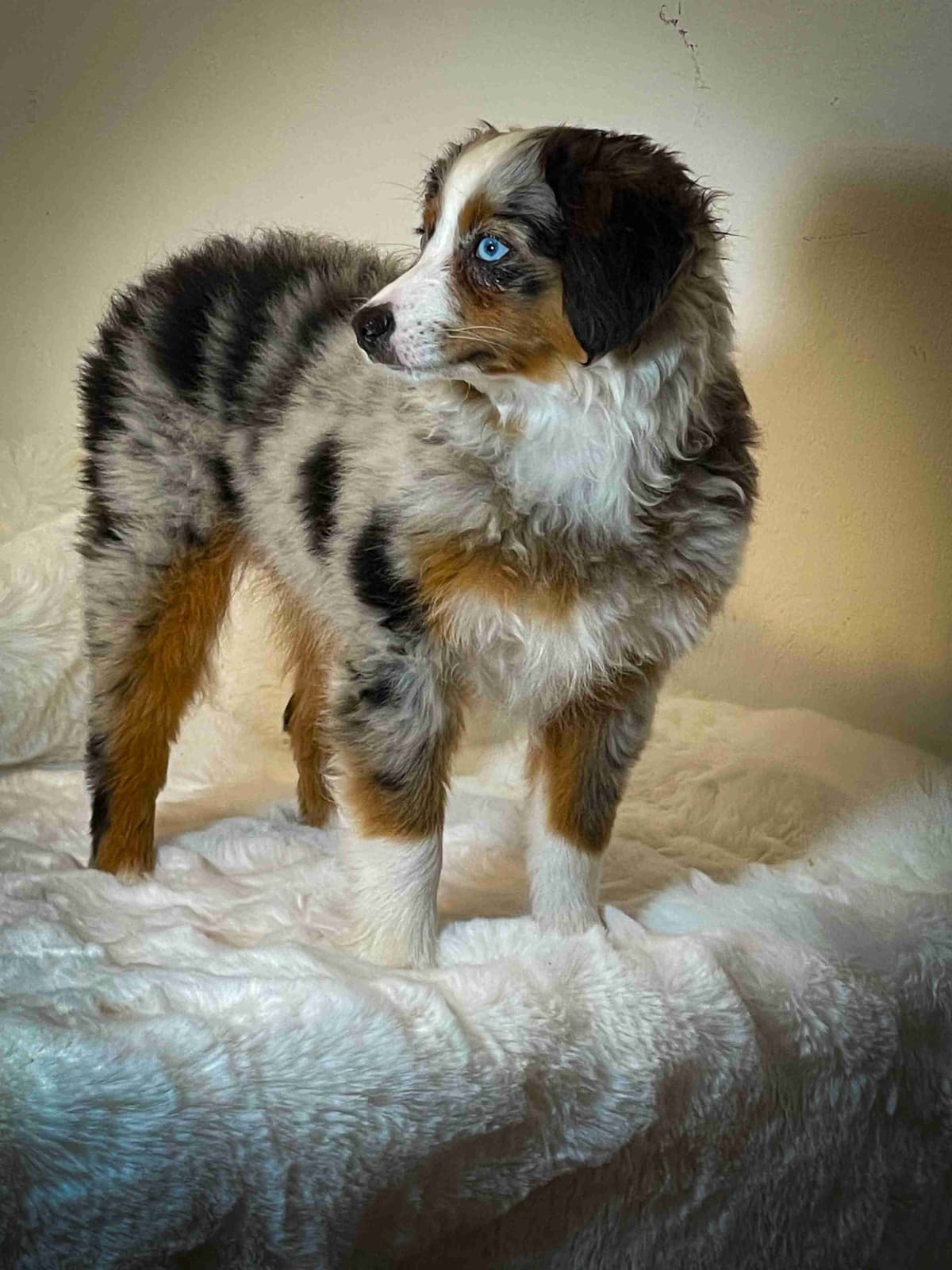 Miniature American Shepherd Puppies breeder image 4