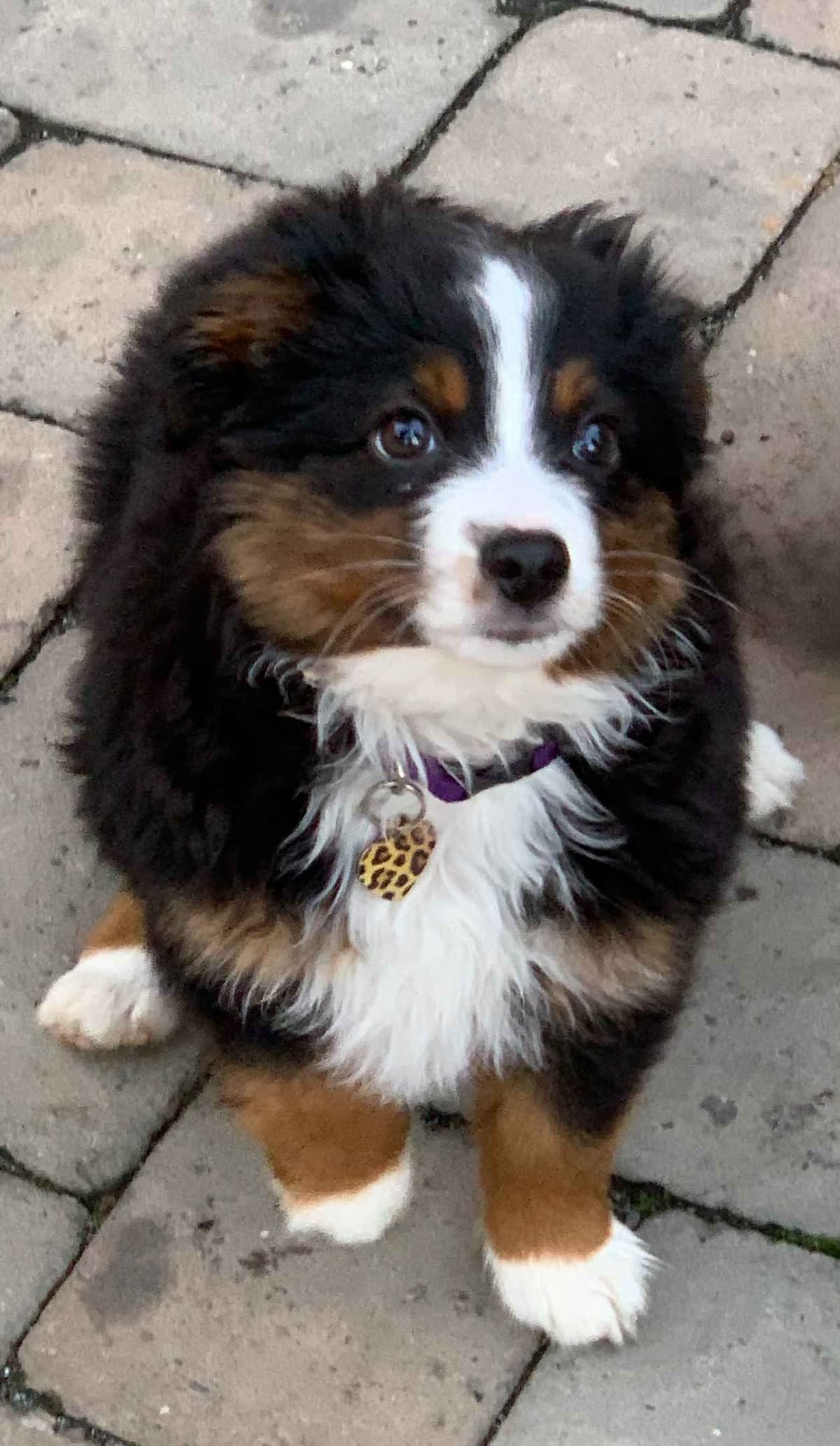 Miniature American Shepherd Puppies breeder image 5
